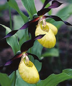 госпина папучица (Cypripedium calceolus),.jpg, 14 KB