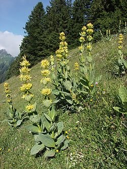 жута линцура (Gentiana lutea),.jpg, 39 KB