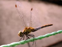 vilin-konjic 1.jpg, 44 KB